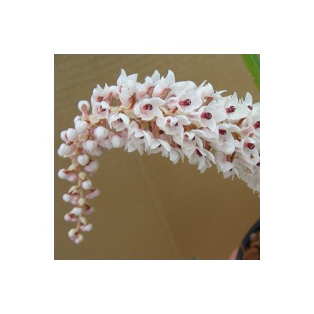 Eria hyacinthioides