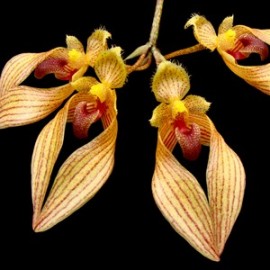 Bulbophyllum anandalei