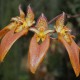 Bulbophyllum purpureofolium
