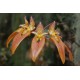 Bulbophyllum purpureofolium