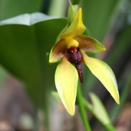 Bulbophyllum caruncuculatum