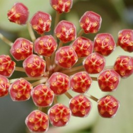 Hoya tsangii 10 cm