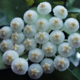 Hoya lacunosa 'eskimo' 10 cm