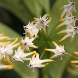 Hoya multiflora javanica thai