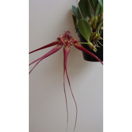 Bulbophyllum collettii