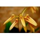 Bulbophyllum hiradense