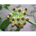 Hoya cumingiana 20/30 cm