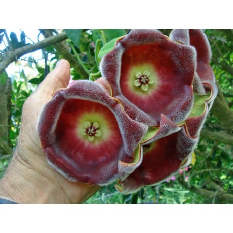 Hoya lauterbachii 30 cm