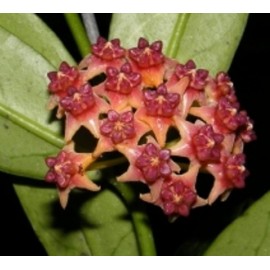 Hoya lobbii orange 5-10 cm
