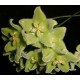 Hoya chloranthae 30 cm