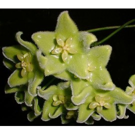 Hoya chloranthae 5-10 cm