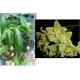 Hoya chloranthae 30 cm