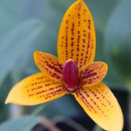 Bulbophyllum pardolatum