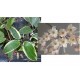 Hoya macrophylla white margins
