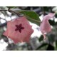Hoya patella pink 20 cm