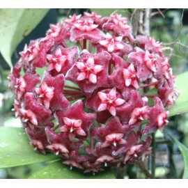 Hoya pubicalyx pink flower