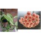 Hoya siariae red form