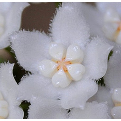 Hoya thomsonii 20 cm
