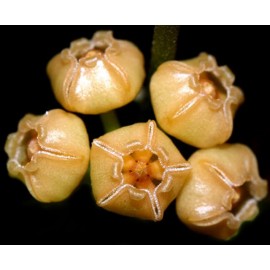 Hoya heuschkeliana yellow 5-10 cm