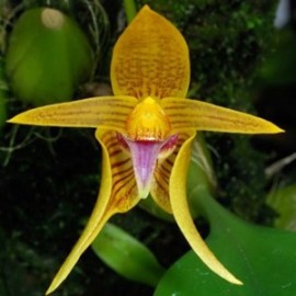 Bulbophyllum smithinandii