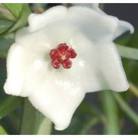 Hoya pauciflora 30 cm