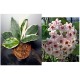 Hoya carnosa snow ball margin variegata