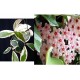 Hoya carnosa margin variegata lakyim