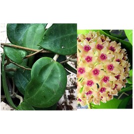 Hoya hanhiae yellow pink