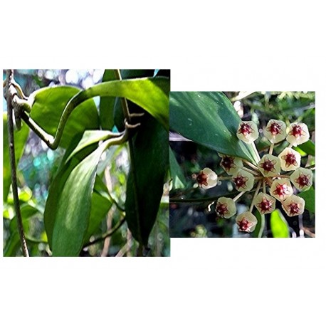 Hoya andalensis
