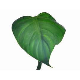 Philodendron dodsonii