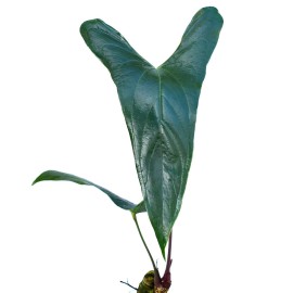 Anthurium nigrolaminum 'gigi'