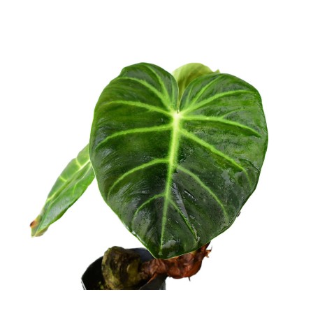 Philodendron luxurian