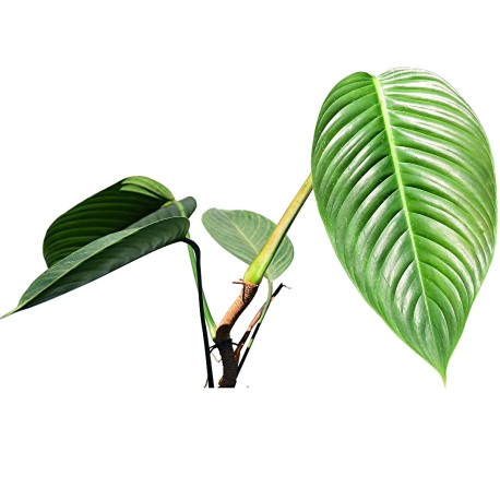 Philodendron lentii cf