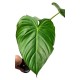 Philodendron mcdowell