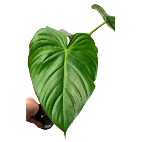 Philodendron mcdowell