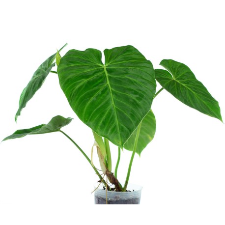 Philodendron pseudoverrucosum
