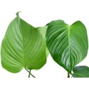 Philodendron quelelii round