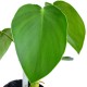 Philodendron rugosum
