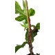 Philodendron sqamiferum