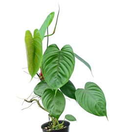 Philodendron tenue Goat