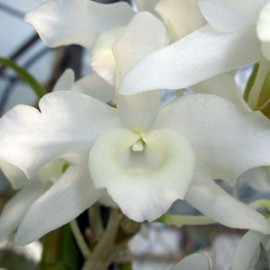 Dendrobium virginalis