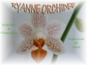 Ryanne Orchidée 